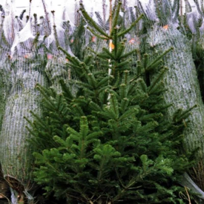 Christbaumverkauf